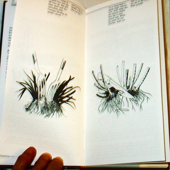 Taylor's Guide to Perennials, The Best of the gardner's favorite plants,with 417 - Picture 7 of 12